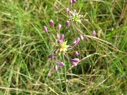 Gekielter Lauch, © Andrea Arends