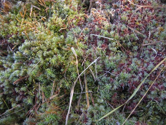 Moose im Moor, © Sabine Tappertzhofen