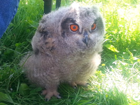 Junger Uhu, © Daniela zum Sande