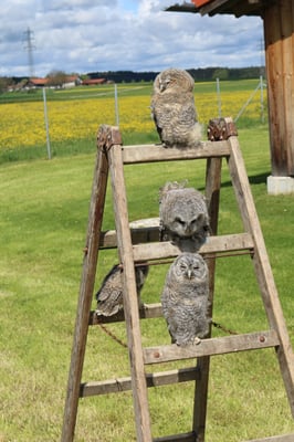 "Waldkauzkinder-Schule", © Dr. Ralph Bickel