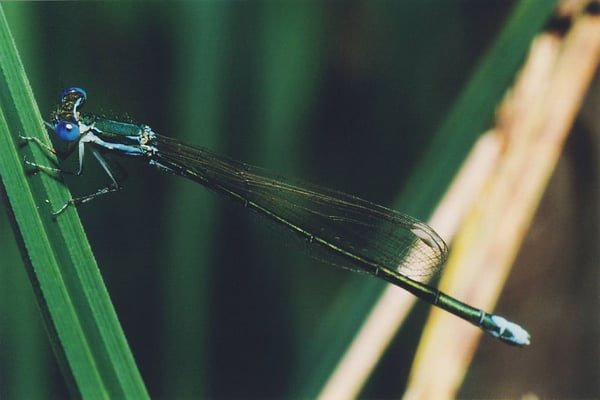 Zwerglibelle, © Günther Burk