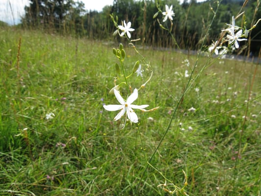 Ästige Graslilie, © Andrea Arends