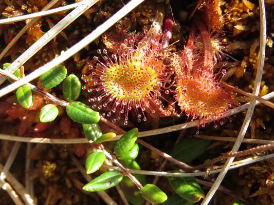Rundblättriger Sonnentau, © Andrea Arends
