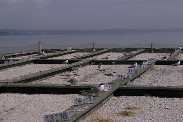 Auf der Brutplattform 2005, © Eberhard Meyer