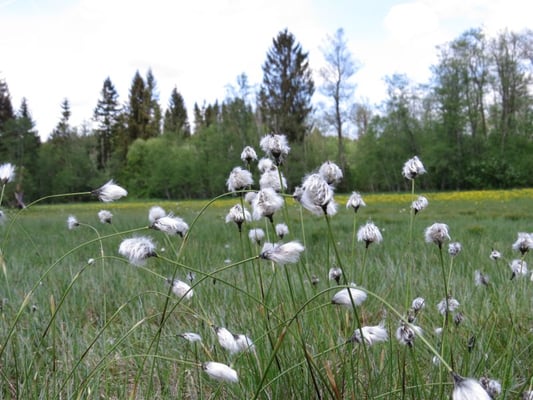 Wollgras, © Andrea Arends