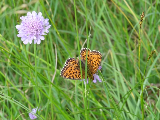 Perlmuttfalter, © Andrea Arends