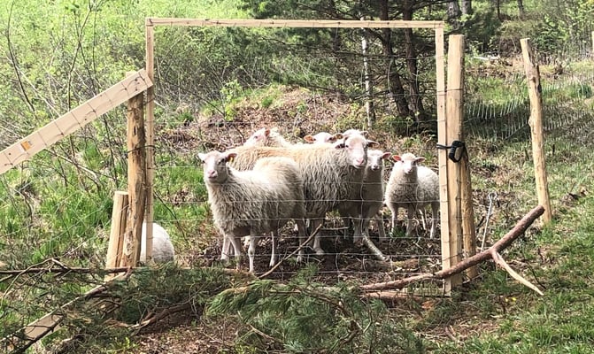 Moorschnucken, © Tom Welsch