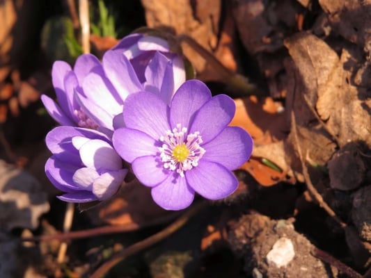 Leberblümchen, © Andrea Arends