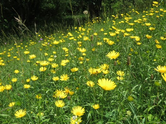 Weidenblättrige Ochsenaugen, © Andrea Arends