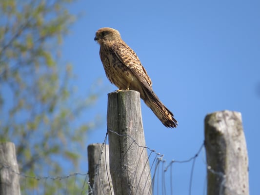 Turmfalke, © Andrea Arends