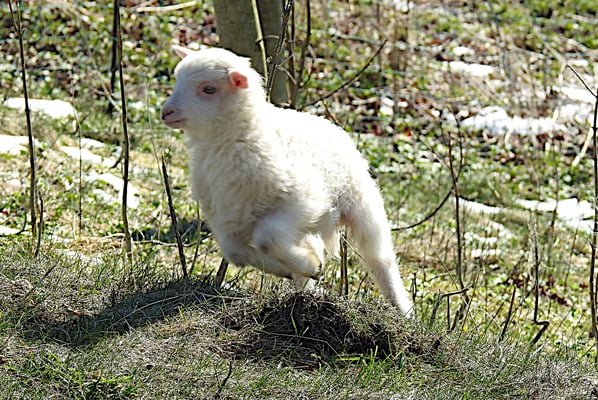 Moorschnucken-Lamm, © Gero Weidlich