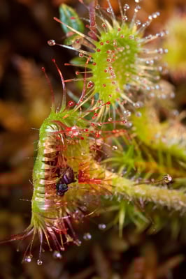 Rundblättriger Sonnentau, © Andreas Hartl, LBV-Bildarchiv (naturfotos.lbv.de)
