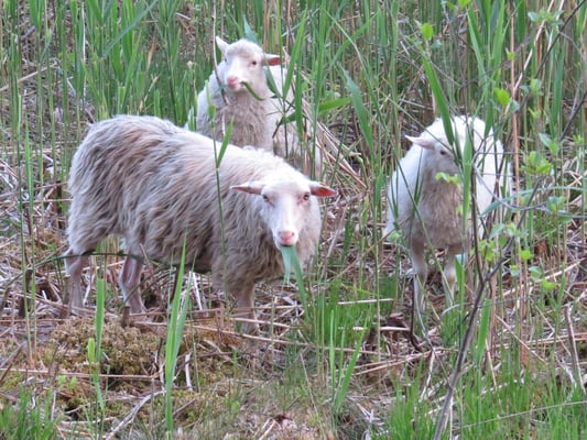 Moorschnucken, © Andrea Arends