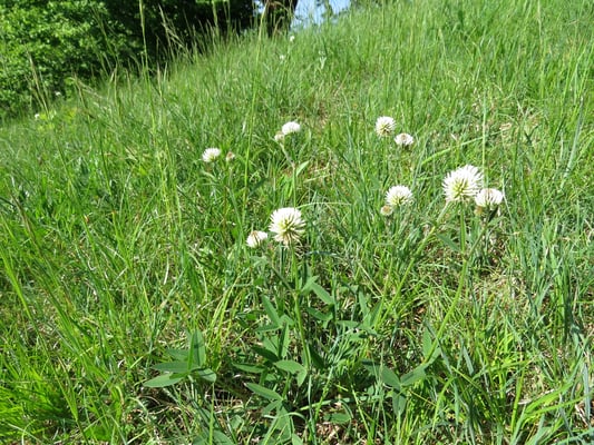 Bergklee, © Andrea Arends