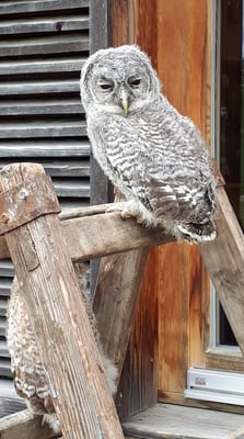 Junger Waldkauz, © Daniela zum Sande