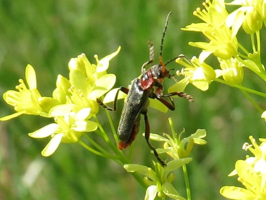 Brillenschötchen mit Weichkäfer, © Andrea Arends