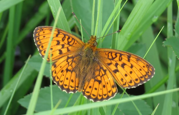Mädesüß-Perlmuttfalter, © Andrea Arends
