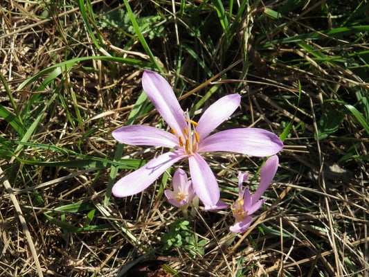 Herbstzeitlose, © Andrea Arends