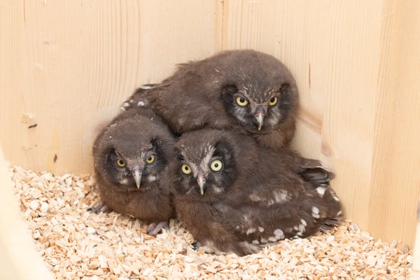 Junge Raufußkäuze, © Bettina Kelm