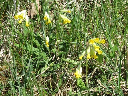 Wiesenschlüsselblumen, © Andrea Arends