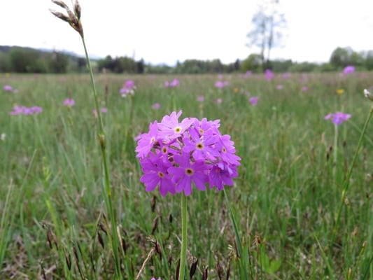 Mehlprimel, © Andrea Arends