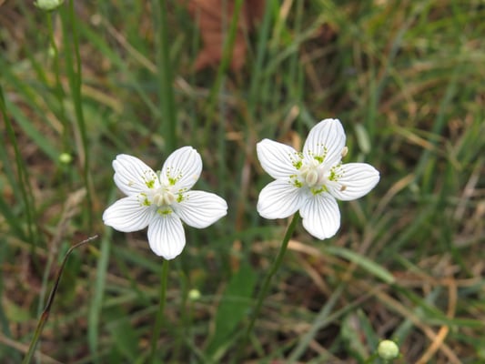 Sumpf-Herzblatt, © Andrea Arends