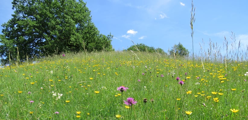 Weidenblättrige Ochsenaugen, Flockenblumen u.a. © Andrea Arends
