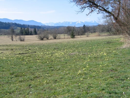 Schlüsselblumen, © Andrea Arends