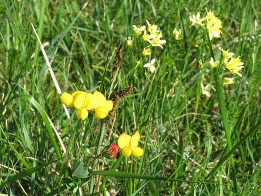 Hornklee ud Brillenschötchen, © Andrea Arends