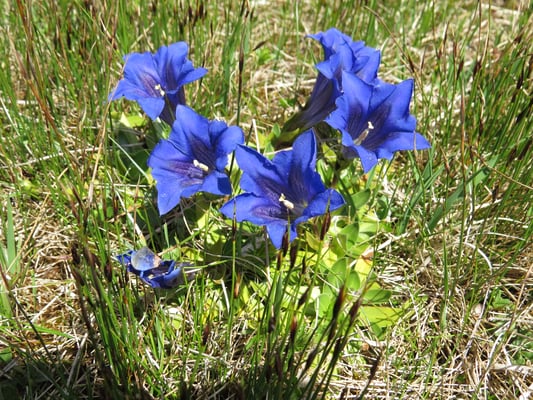 Stängelloser Kalk-Enzian, © Andrea Arends