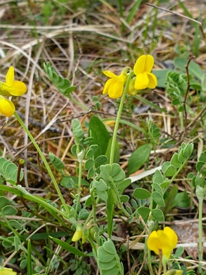 Scheidige Kronwicke, © Rüdiger Urban