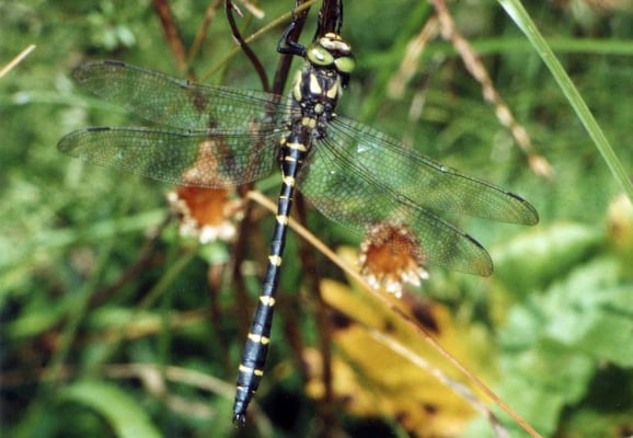 Gestreifte Quelljungfer, männlich, © Günther Burk