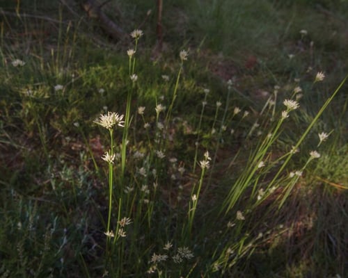 Weißes Schnabelried, © Jonas Meyer