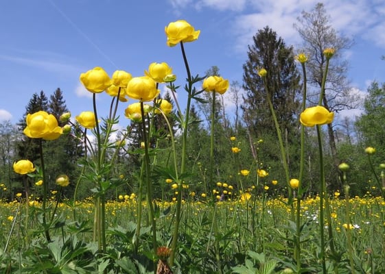 Trollblumen, © Andrea Arends