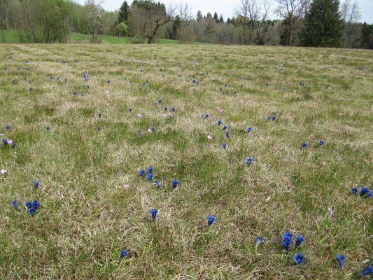 Stängelloser Kalk-Enzian, © Andrea Arends