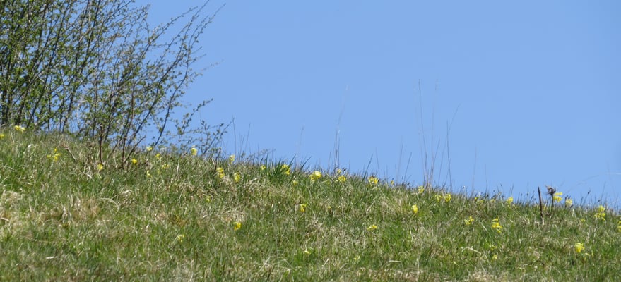 Wiesenschlüsselblumen, © Andrea Arends