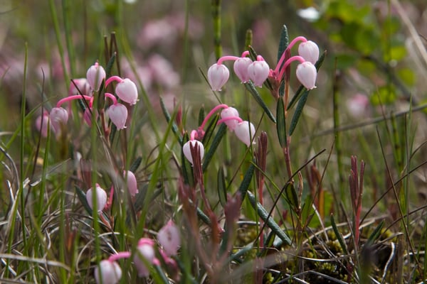 Rosmarinheide (Andromeda polifolia), © Andreas Hartl (LBV Bildarchiv)