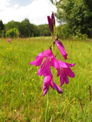 Sumpfgladiole, © Andrea Arends