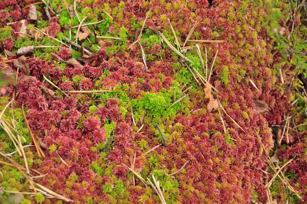 Torfmoose, © Klaus Müller (LBV Bildarchiv)