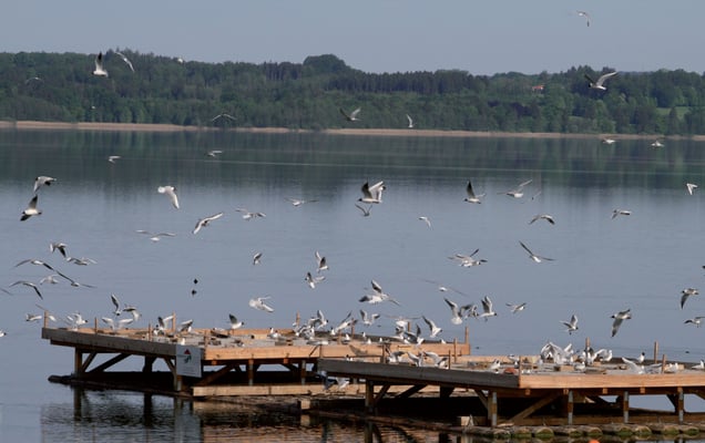 Brutfloß mit Lachmöwen und Flussseeschwalben 2009, © Heribert Zintl