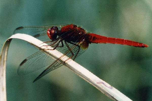 Feuerlibelle, männlich, © Günther Burk