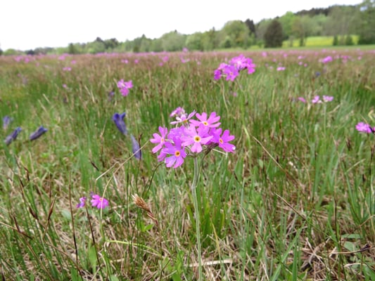 Mehlprimel, © Andrea Arends