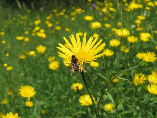 Weidenblättrige Ochsenaugen, © Andrea Arends