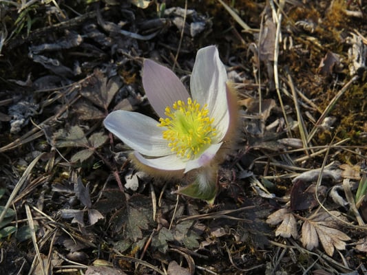 Frühlings-Küchenschelle, © Andrea Arends
