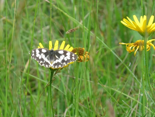Schachbrettfalter, © Andrea Arends