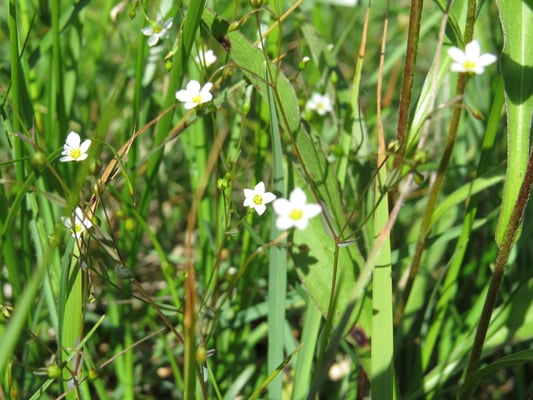 Purgier-Lein, © Andrea Arends