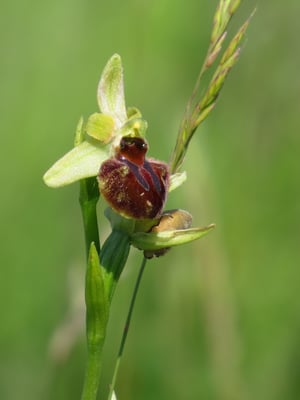 Spinnenragwurz, © Andrea Arends