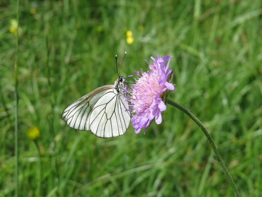 Baumweißling, © Andrea Arends
