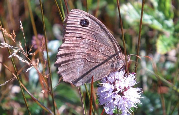 Blaukernauge, © Andrea Arends