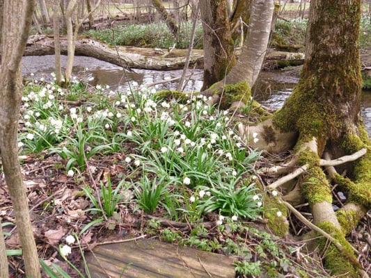 Märzenbecher am Zellbach, © Andrea Arends